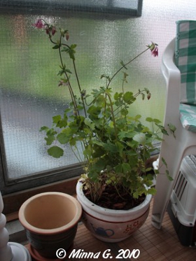 Akileijat parvekeruukussa