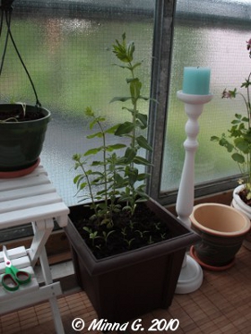 Perennat parvekkeella