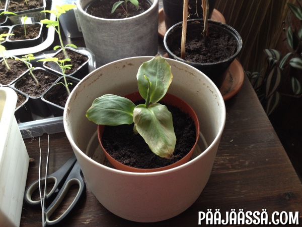 Dwarf Cavendish banaani