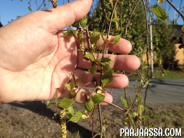 Koivut hiirenkorvilla