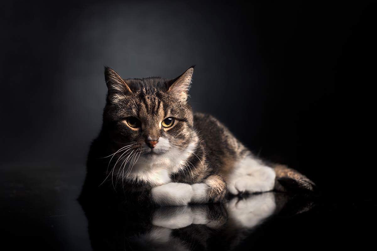 © Toni Miettinen 2018