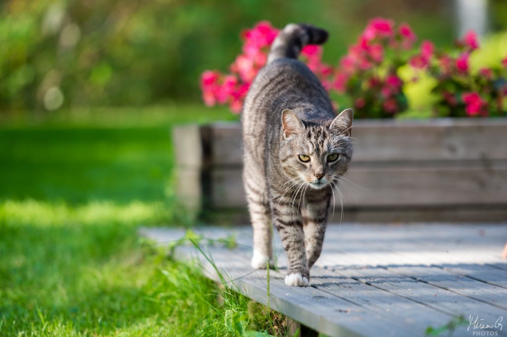 Ferry Corsten lemmikki kissa