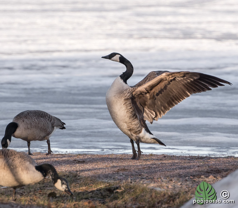 Kanadanhanki levittelee siipiään
