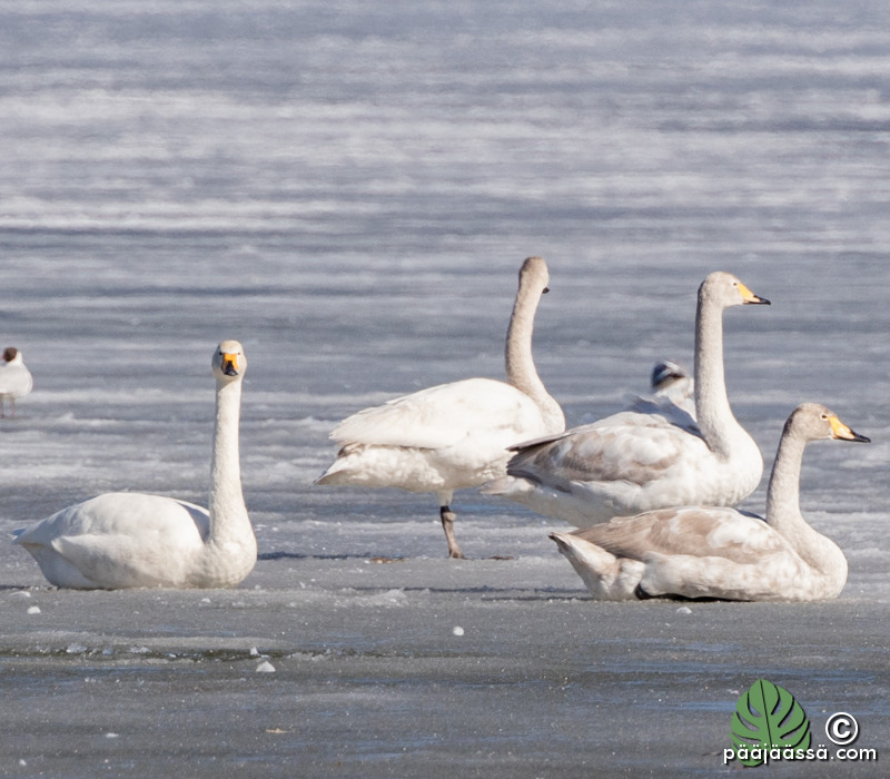 Ranta oli täynnä joutsenia