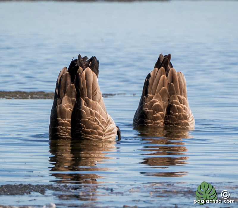 Kanadanhanhi etsii veden alta ruokaa
