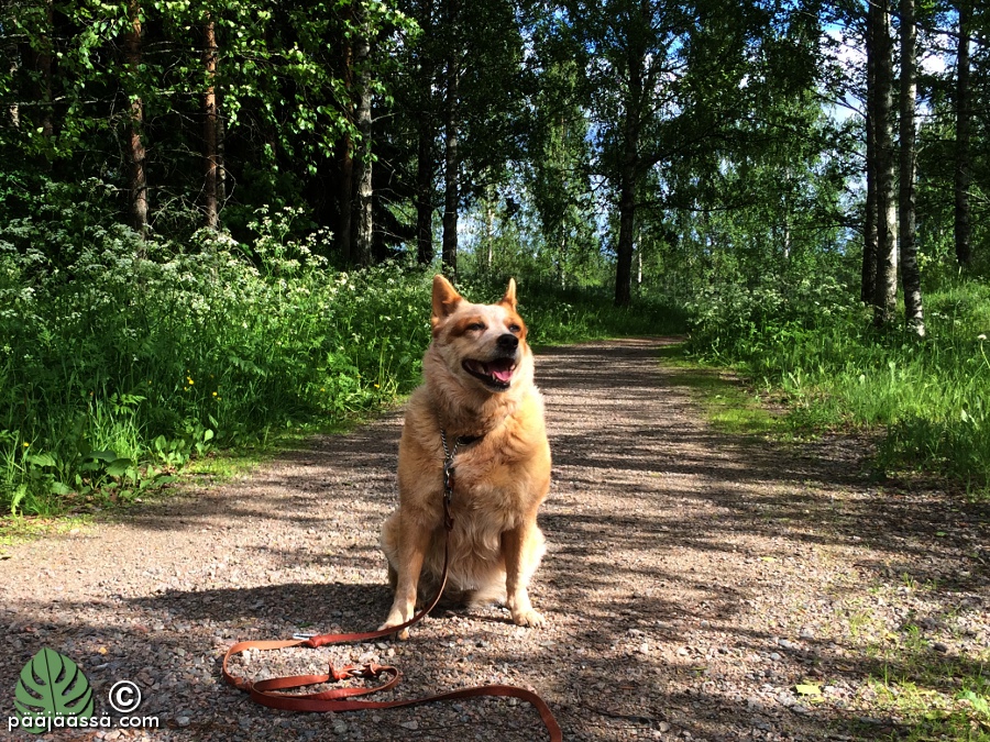 Kohon Foxy Girl 2016