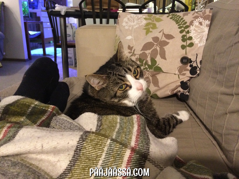 Blogspot siirrännäisestä kissan kuva