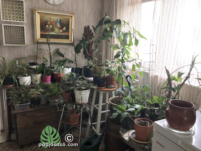 Huonekasvit sikin sokin keittiössä