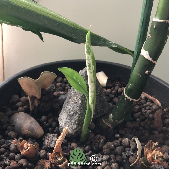 kirjovehkan poikanen