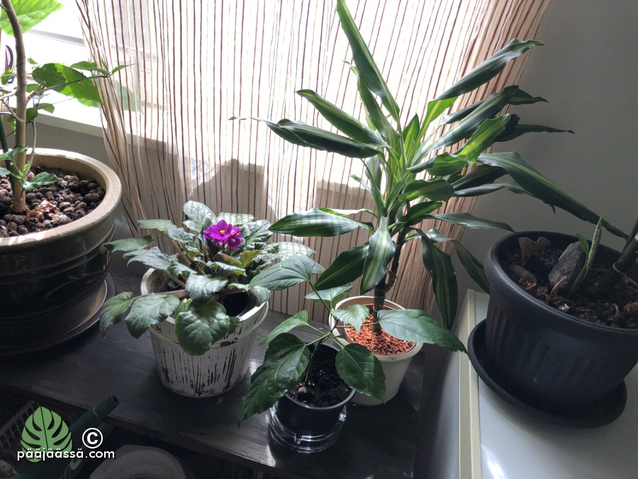 Saintpaulia, kiinanruusu ja traakkipuu ikkunan äärellä