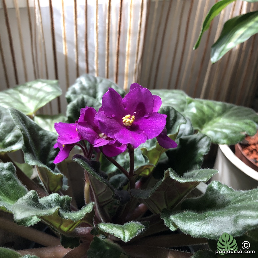 Saintpaulian kaunis purppura kukinto