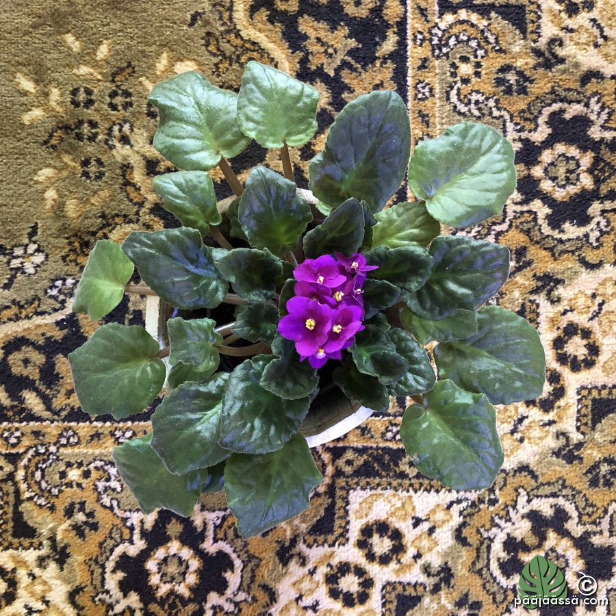 Saintpaulia matolla ylhäältä katsottuna