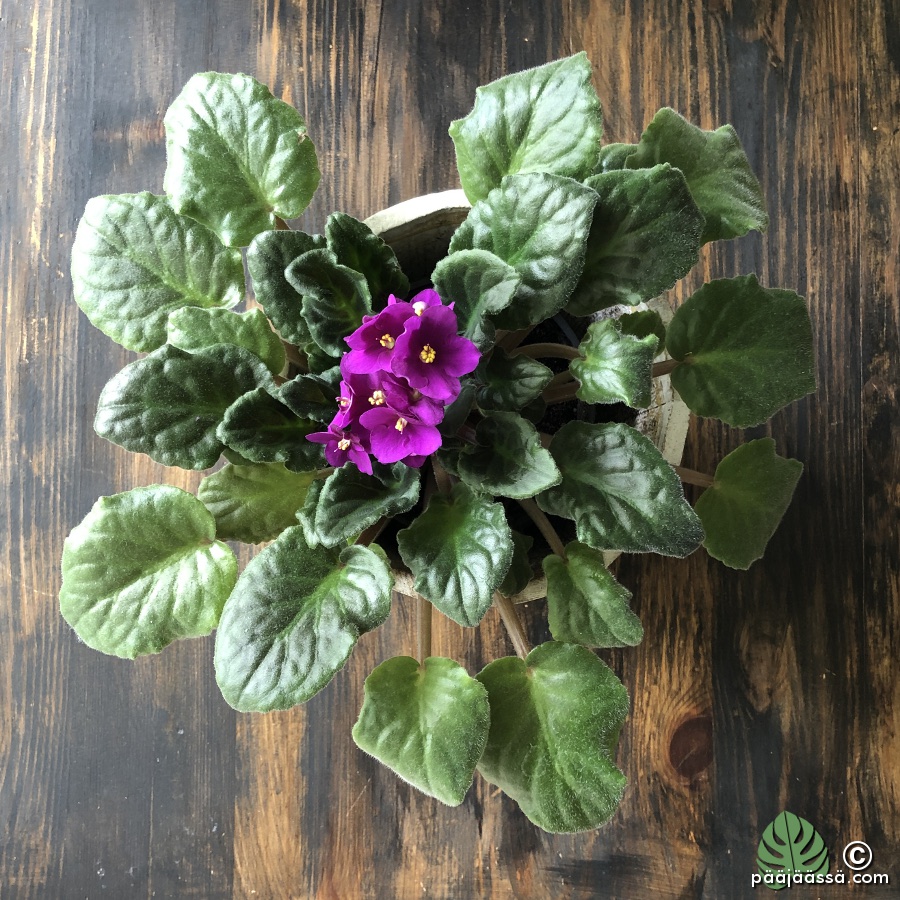 Saintpaulia ylhäältä katsottuna