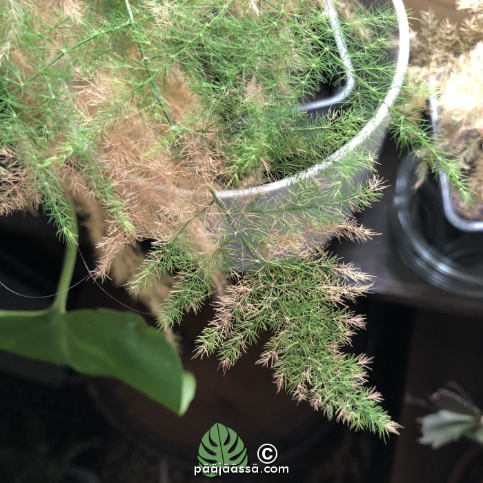 Haastava huonekasvi, Unelma