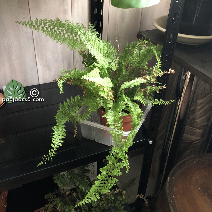 vaativa huonekasvi, saniainen