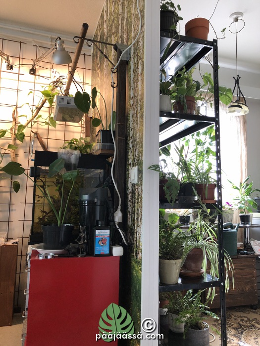 Huonekasvit hyllykössä