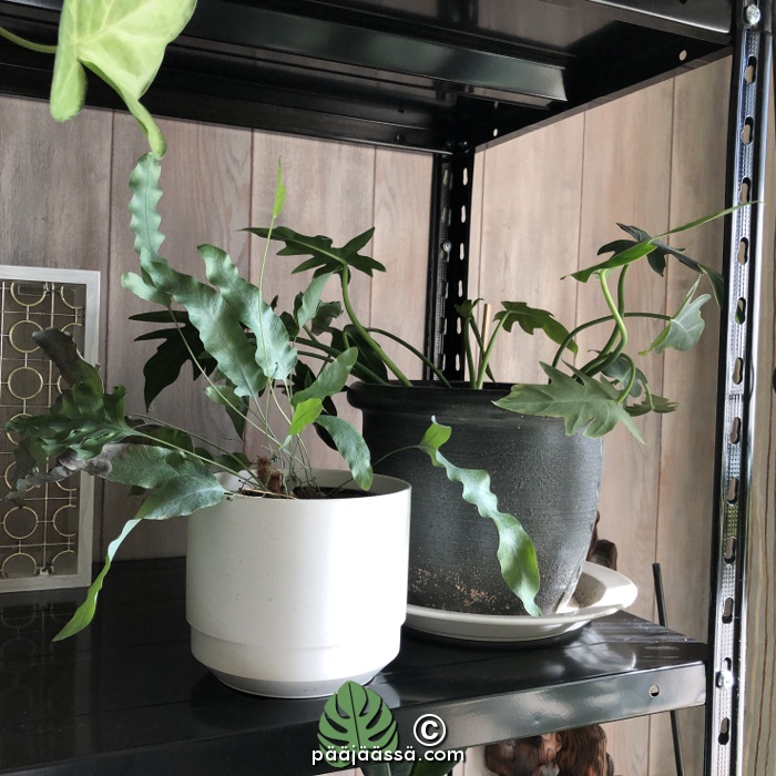 Huonekasvit kultaimarre ja sulkaköynnösvehka