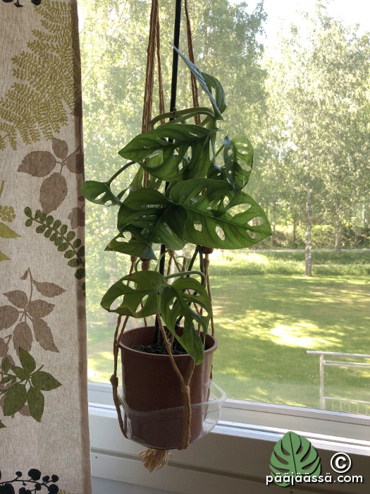 aarnipeikonlehti, Monkey Mask