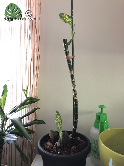 Helppohoitoinen huonekasvi, kirjovehka