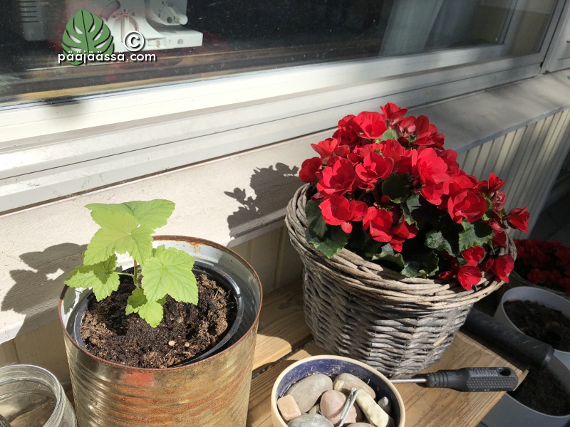 mustaviinimarja ja pegonia