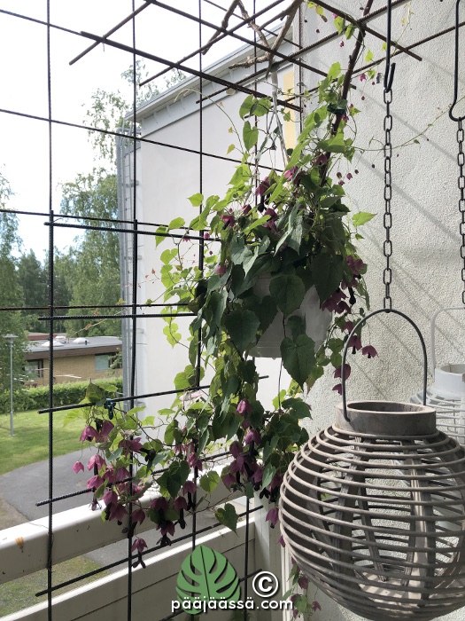 keijunmekko amppelissa parvekkeella