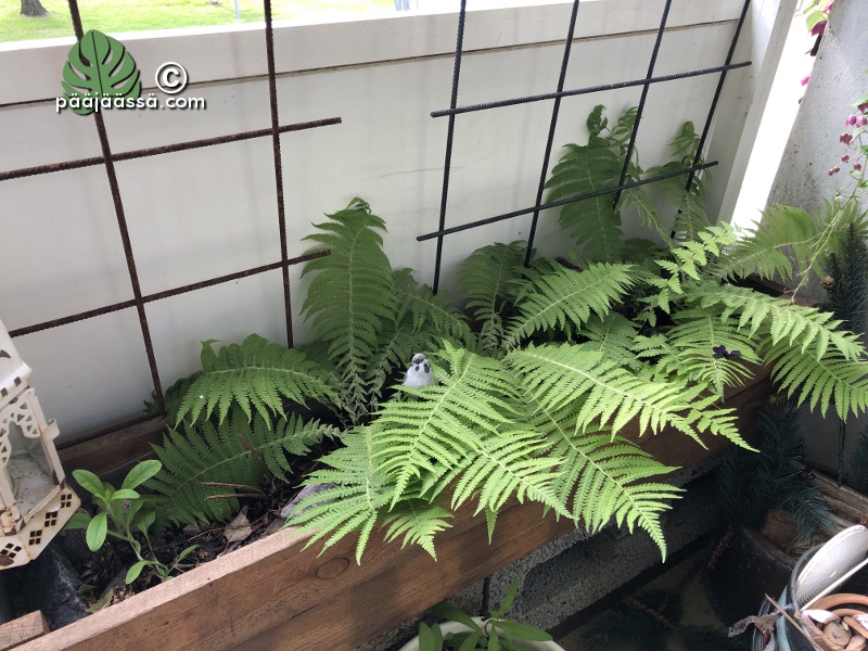 Kotkansiipisaniainen kasvaa parvekkeella