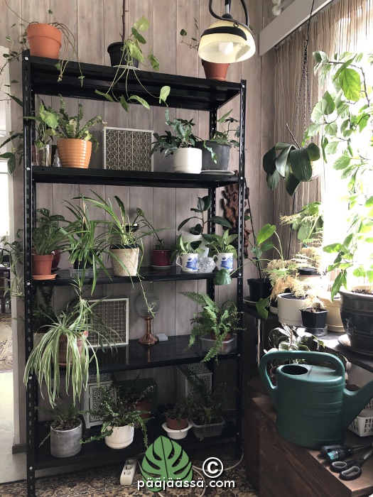 huonekasvit hyllykössä