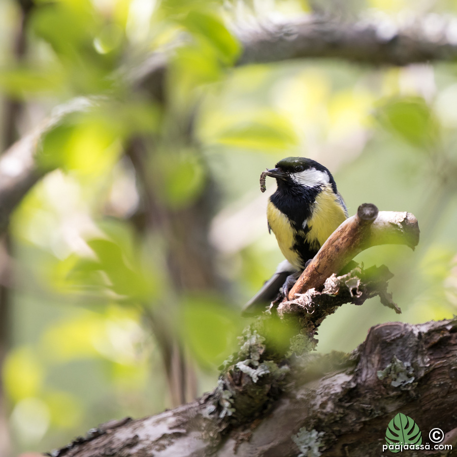talitiainen omenapuussa