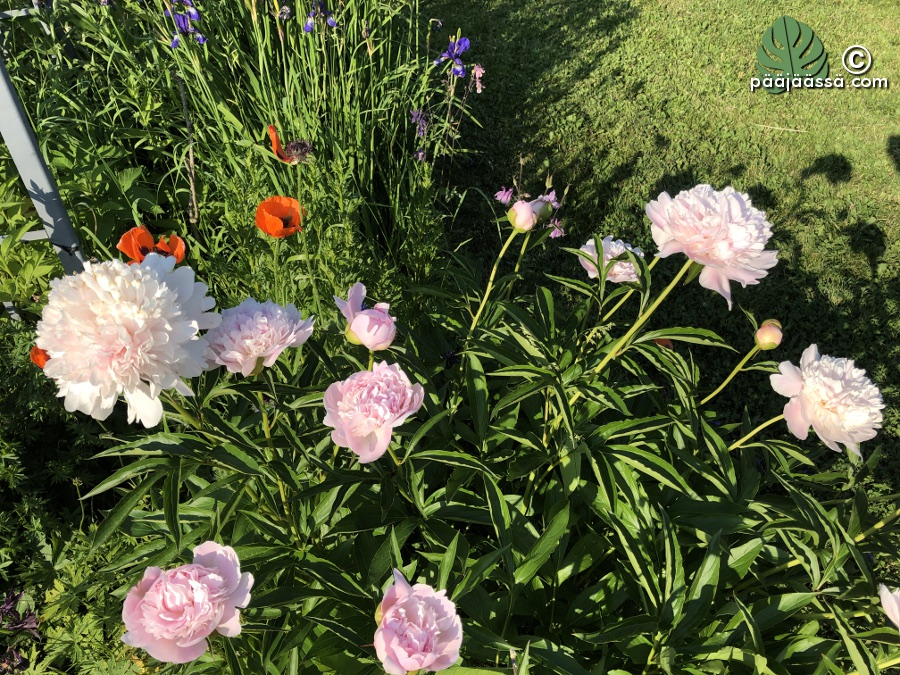 Pionin kauniit ja tuoksuvat kukat