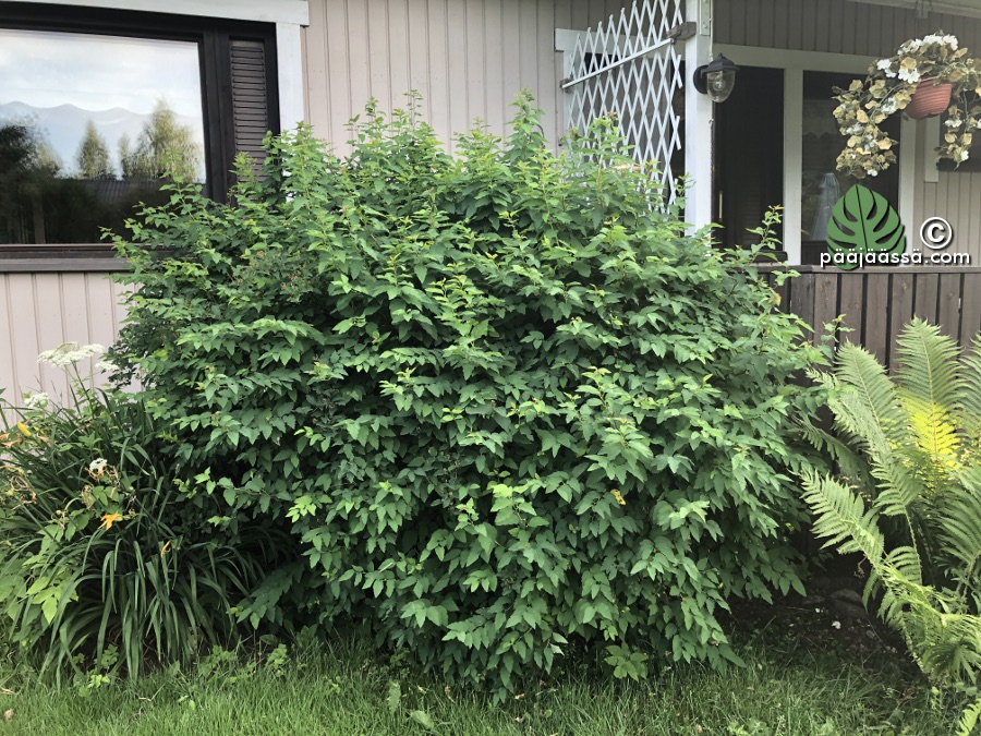 Virpiangervo äidin pihalla