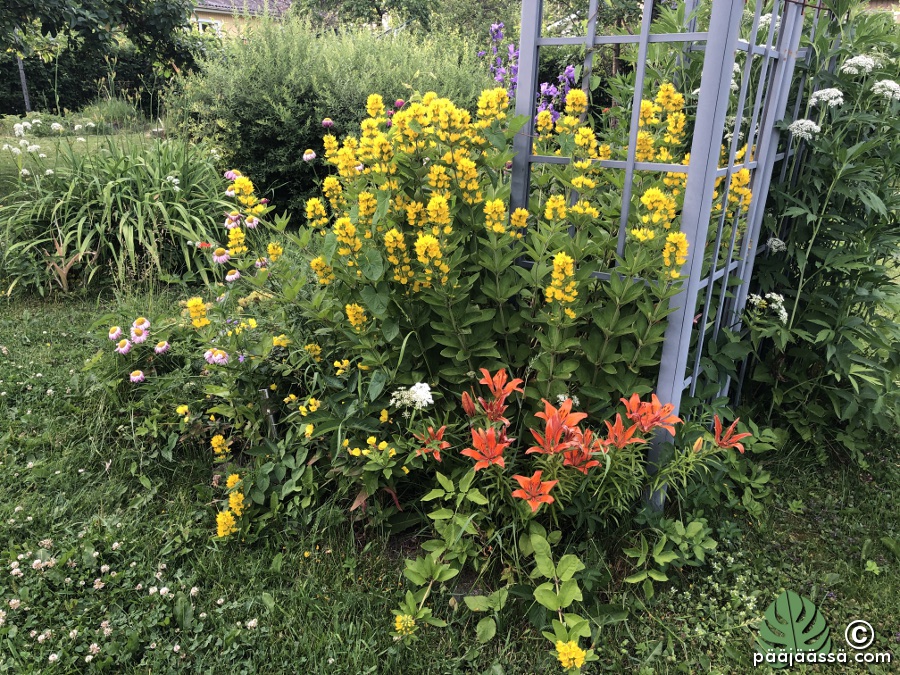 Kukkapenkissä kukat sikin sokin