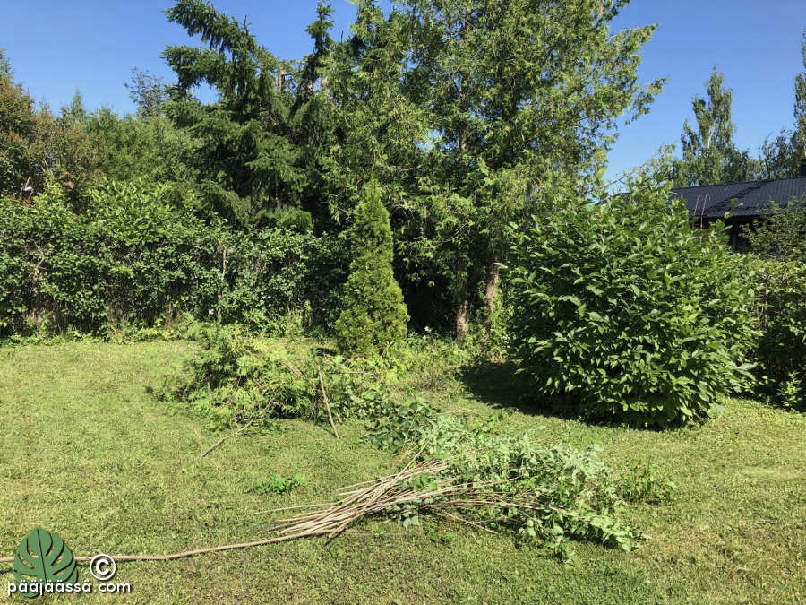 Karsittu tuija pihan nurkassa