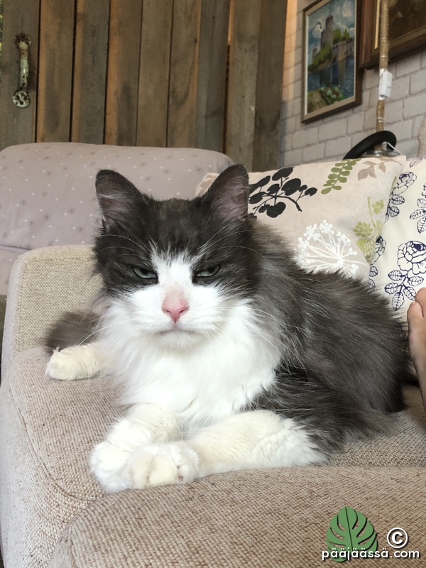 Urho-kissa yrmyn näköisenä