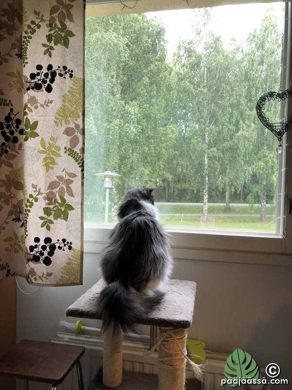 kissan kiipeilyteline ikkunalla