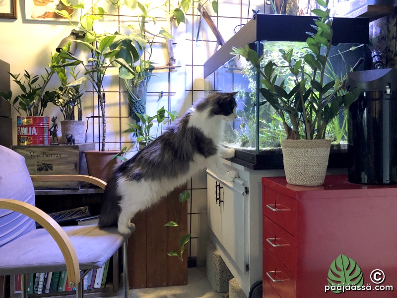 akvaario on hyvä kissa-TV