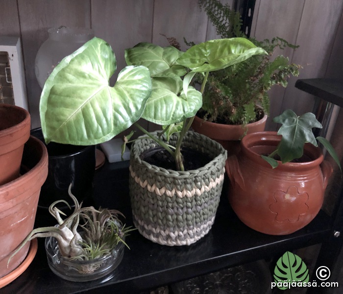 Muulinkorvalle virkattu suojaruukku