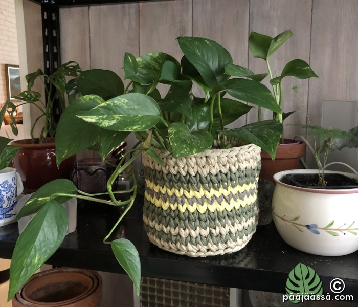 Kultaköynnökselle virkattu suojaruukku