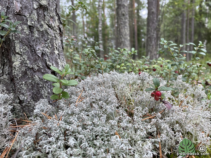 Kangasmetsässä jäkälää