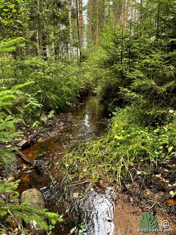 Metsässä kulkee pieni joki