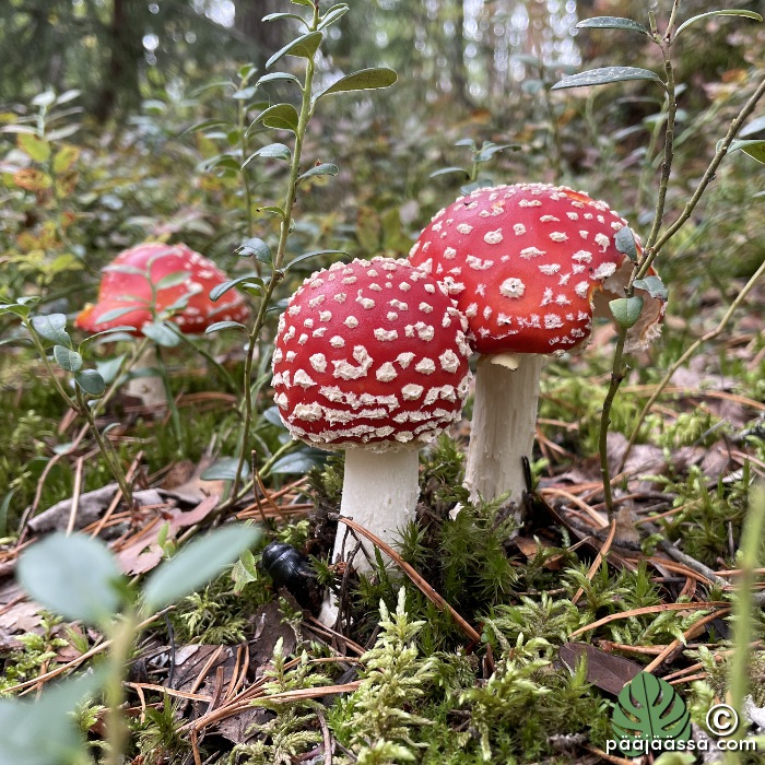 Älä syö kärpässieniä