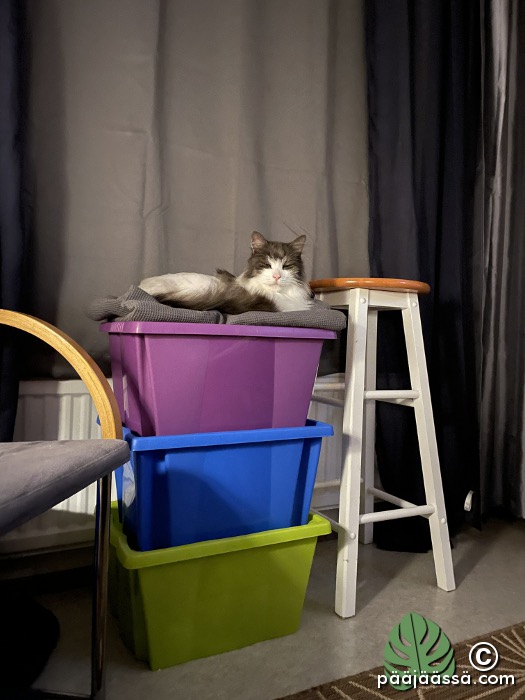 Kissapeti ikkunan äärellä