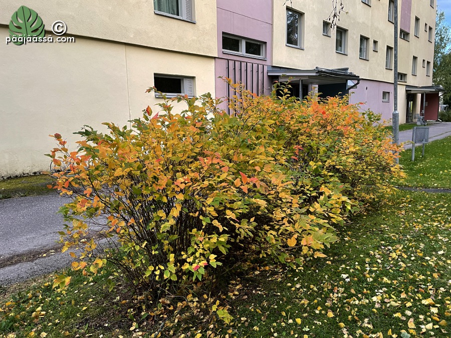 Virpiangervon syksyväritys