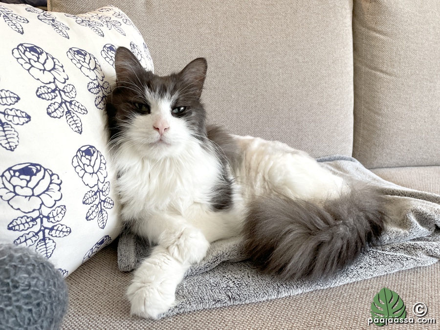 Kissa makaa sohvalla