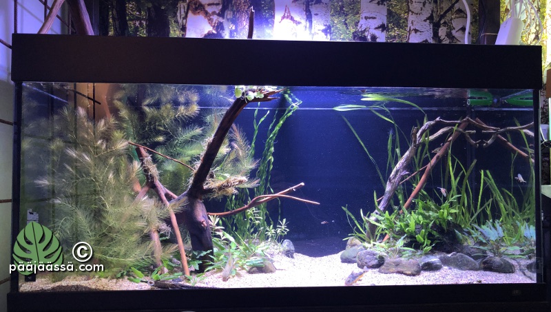 Juwel 180 L akvaario