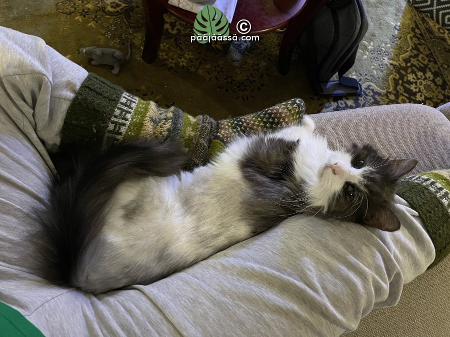 ihmisläheinen kissa