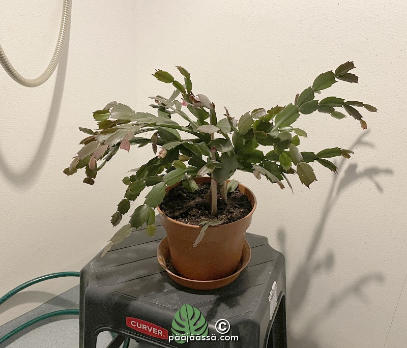 Elämän jatkumo kasvina kylpyhuoneessa