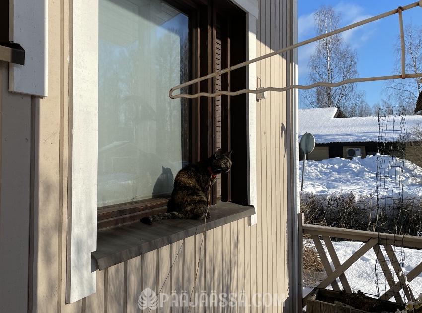 Kissa nauttii kevät auringosta