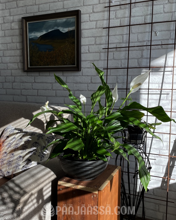 Viirivehka on huonekasvi joka tarvitsee usein kastelua