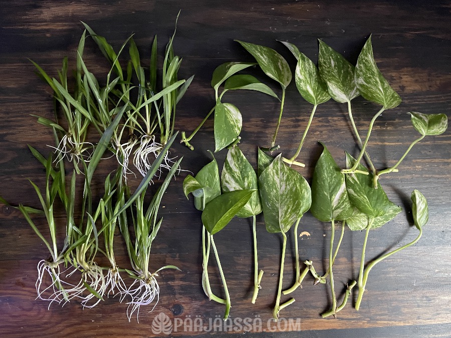 Huonekasvien pistokkaita