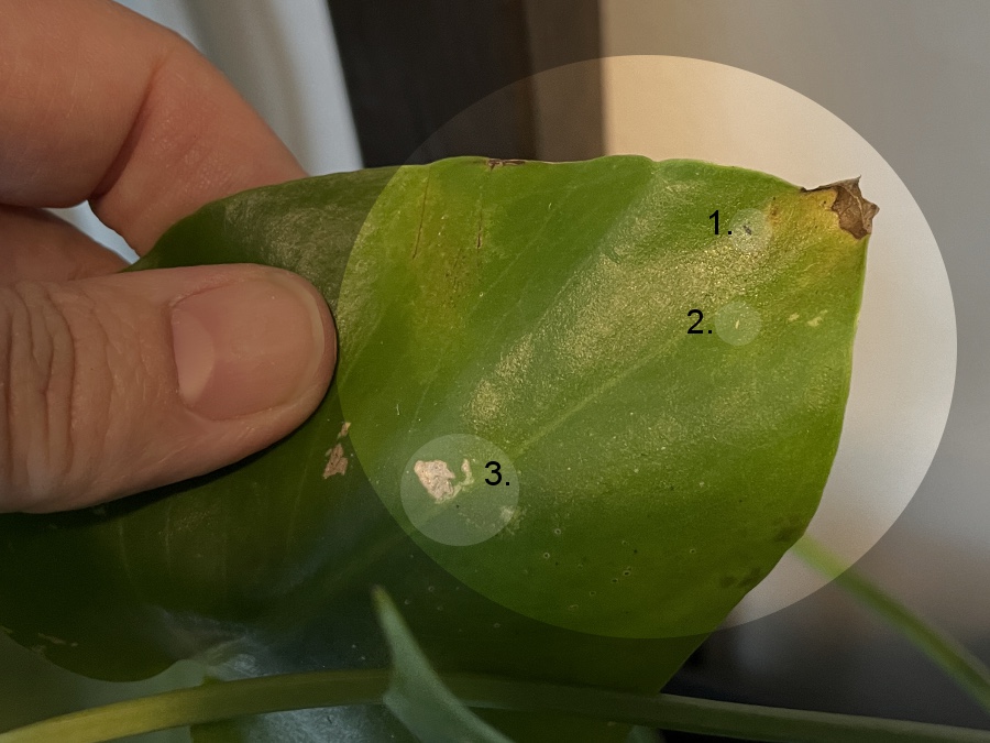 Huonekasvien tuholaisia